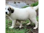 Great Pyrenees Puppy for sale in Larue, TX, USA