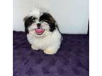 Shih Tzu Puppy for sale in Pinon Hills, CA, USA