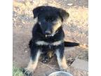 German Shepherd Dog Puppy for sale in Hesperus, CO, USA
