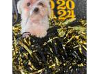 Maltipoo Puppy for sale in Mobile, AL, USA