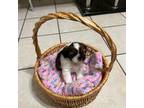 Shih Tzu Puppy for sale in Warren, MI, USA