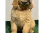 Golden Retriever Puppy for sale in Sylmar, CA, USA