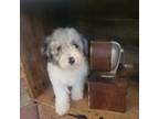 Poodle (Toy) Puppy for sale in Birdsboro, PA, USA
