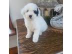 Poodle (Toy) Puppy for sale in Birdsboro, PA, USA