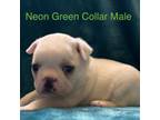 AKC Green Collar Male