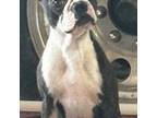 Boston Terrier Puppy for sale in Stockton, MO, USA