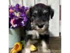 Schnauzer (Miniature) Puppy for sale in Middlebury, IN, USA