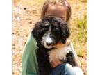 Mutt Puppy for sale in Woodland, GA, USA