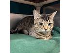 Marco Domestic Shorthair Young Male