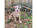 Ivan English Bulldog Puppy Male