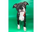 Linguine American Pit Bull Terrier Puppy Male