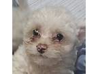 Mutt Puppy for sale in Santa Ana, CA, USA