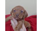 Dachshund Puppy for sale in Statesboro, GA, USA