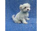 Maltese Puppy for sale in Whittier, CA, USA