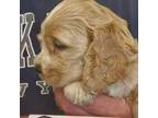 Cocker Spaniel Puppy for sale in Bainbridge, NY, USA