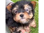 Yorkshire Terrier Puppy for sale in Romeo, MI, USA
