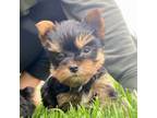 Yorkshire Terrier Puppy for sale in Romeo, MI, USA