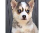 Alaskan Husky Puppy for sale in Knightstown, IN, USA