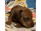 Dachshund Puppy for sale in Old Town, FL, USA