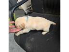 Golden Retriever Puppy for sale in Yoakum, TX, USA