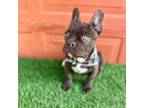 French Bulldog