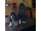 Basset Hound Puppy for sale in Beaverton, OR, USA