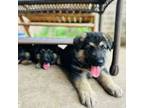 German Shepherd Dog Puppy for sale in Sugar Land, TX, USA
