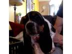 Basset Hound Puppy for sale in Beaverton, OR, USA