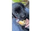 Akc Registered Labrador Retrievers