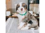 Mutt Puppy for sale in Salt Lake City, UT, USA
