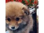Pomeranian Puppy for sale in Irvine, CA, USA