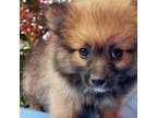 Pomeranian Puppy for sale in Irvine, CA, USA