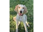 Adopt Minette a Standard Poodle, Golden Retriever