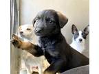 Adopt DONNA a German Shepherd Dog, Mixed Breed