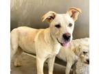 Adopt INDA a Labrador Retriever, Mixed Breed