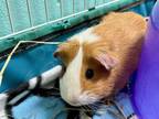 Adopt APRIL a Guinea Pig