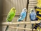 Adopt BLUEBERRY a Parakeet (Other)