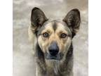 Adopt Koi a Shepherd