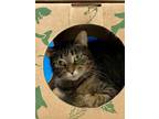 Adopt Chococat a Domestic Short Hair