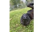 Adopt Aubrey a Labrador Retriever, Mixed Breed