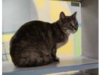 Adopt Mitts a Domestic Short Hair