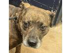 Adopt Lola a Pit Bull Terrier, Mixed Breed