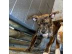 Adopt Itsy a Mixed Breed