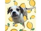 Adopt Lemon a Terrier, Beagle