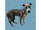 Adopt TUSC-Stray-tu4117 a Pit Bull Terrier