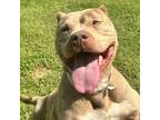 Adopt Sweet Pea a Pit Bull Terrier