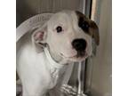Adopt Shy a Pit Bull Terrier