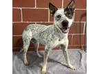 Adopt Lucy a Australian Cattle Dog / Blue Heeler