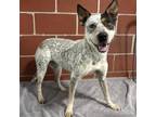 Adopt (Found) Lucy a Australian Cattle Dog / Blue Heeler