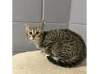 Adopt (Hold) Lavender a Domestic Short Hair